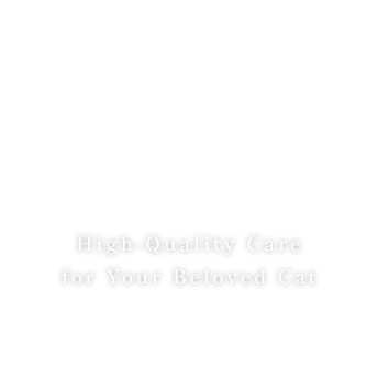 High-Quality Care for Your Beloved Cat