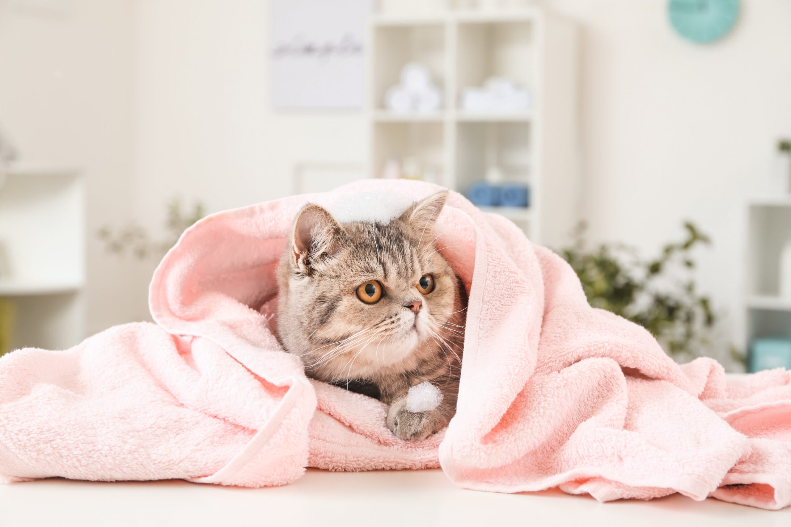 飼い主さまの手で猫ちゃんを綺麗に