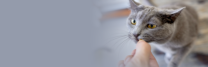 Cat Sitter