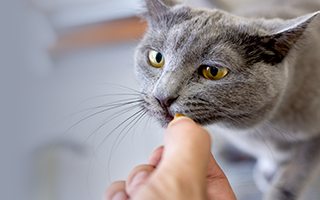 Cat Sitter
